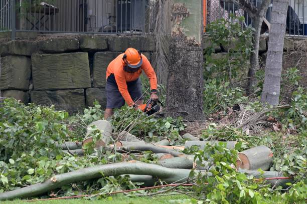 Best Tree Cutting Near Me  in Ilco, WA